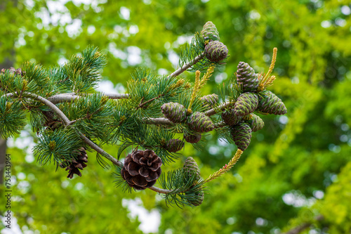 Japanese pine tree – closeup of a branch with developing and mature cones. New England Botanic Garden at Tower Hill, Boylston, Massachusetts, USA. photo