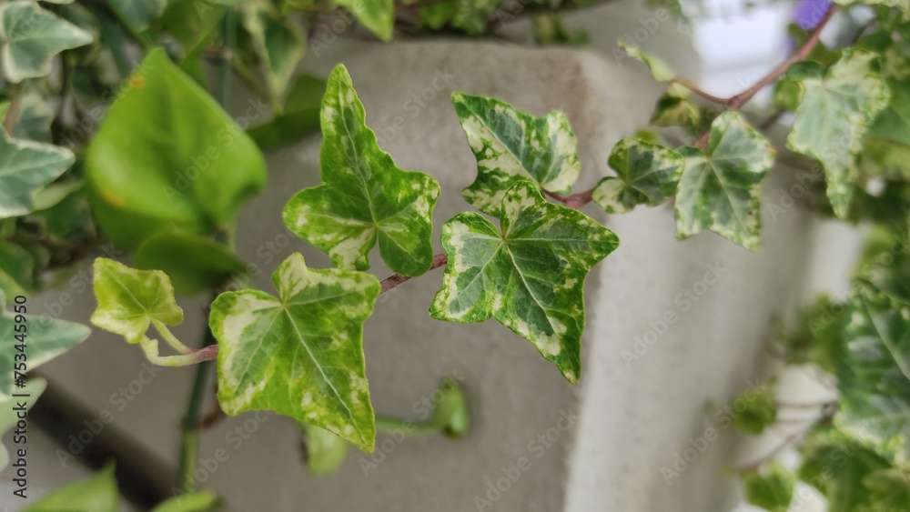 Ivy variegata plant Ivy variegata plant