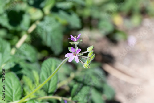Flowers of musk stork's-bill, Erodium moschatum. It is an annual plant of the family Geraniaceae. Photo taken in Ciudad Real province, Spain photo