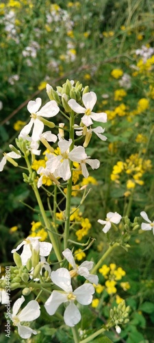 white flowers and plant of Radish Pod with yellow background