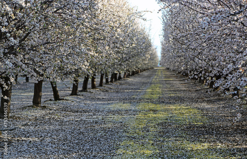 Fototapeta Naklejka Na Ścianę i Meble -  Almond trees alley - Almond orchard, Fresno, California