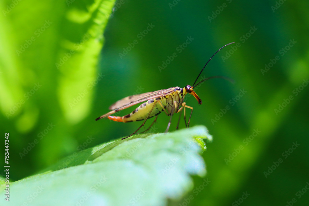 Fototapeta premium Scorpion fly on a leaf - Mecoptera