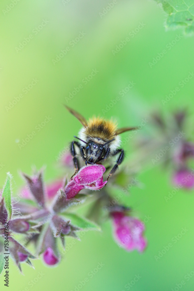 Bumblebee on a flower - Bombus pascuorum Bumblebee on a flower - Bombus pascuorum