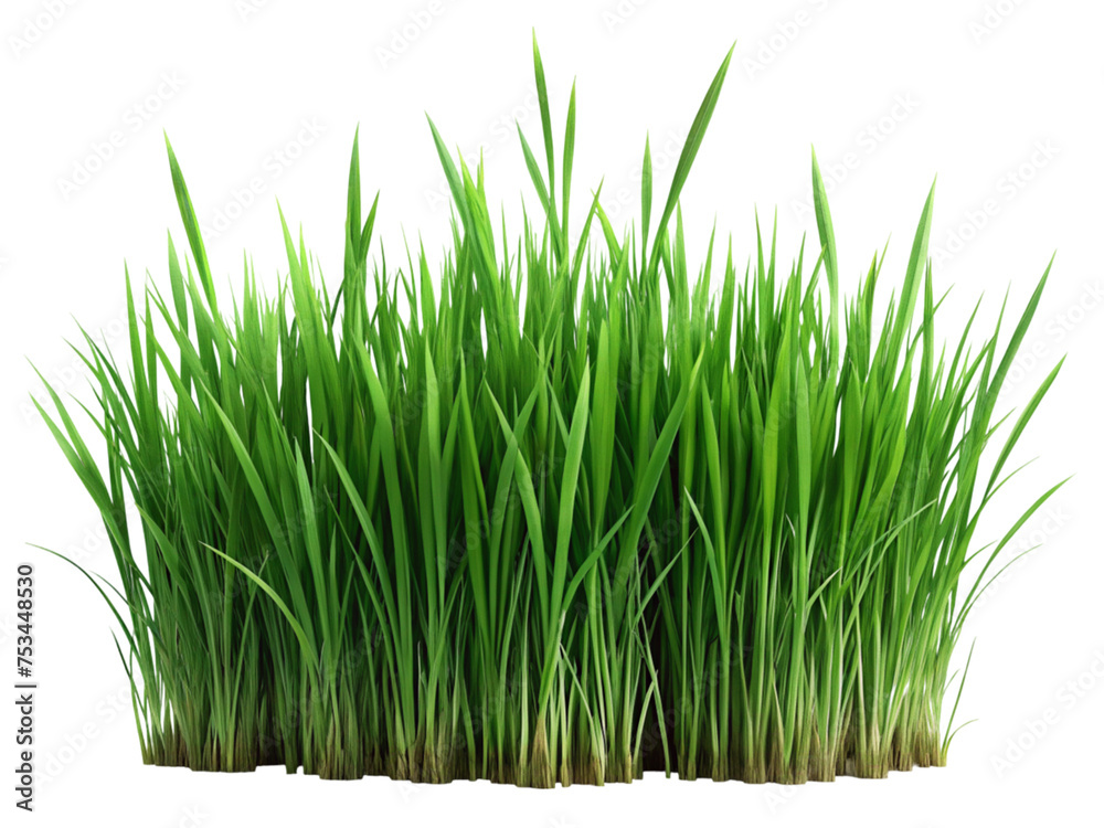 green grass green grass