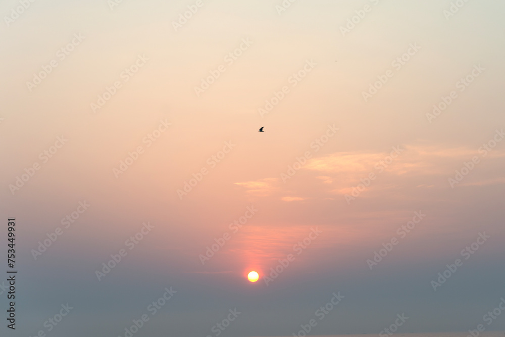 View of the sunrize with a flying seagull at the seaside View of the sunrize with a flying seagull at the seaside