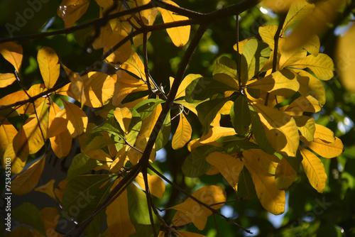 Golden leaves in the sunlight