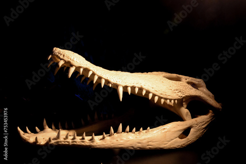 Crocodile Skull with dark backgound