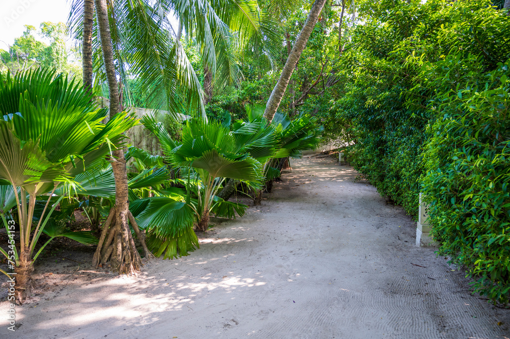 Naklejka premium Sandy path in a dense tropical green forest.