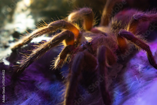 Close up brown tarantula, The asian fawn tarantula (Chilobrachys huahini)
