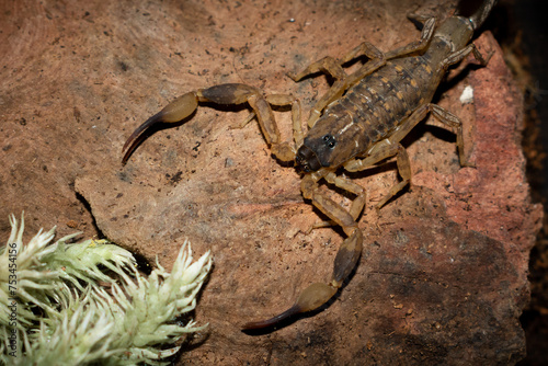 Scorpion (Lychas mucronatus) on wooden photo