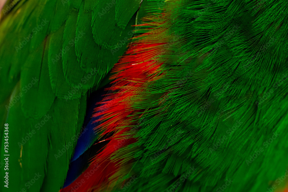 Fototapeta premium Close-up of Vibrant Green Eclectus Parrot Feathers Texture, Close-up Shot of Exotic Green Bird Feathers. 
