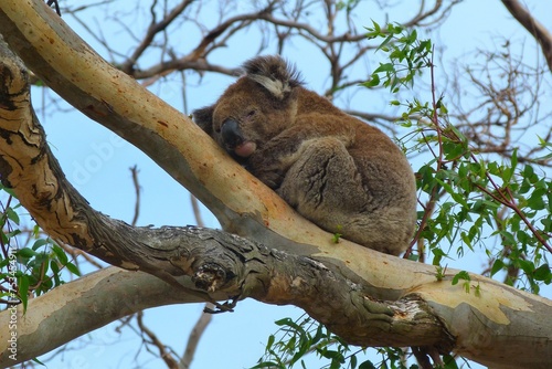 The koala nestle, its furry form curled on a tree limb, creating a picture of utter coziness. The eucalyptus leaves cradled the creature like a natural bed, and the koala, with eyes gently shut.