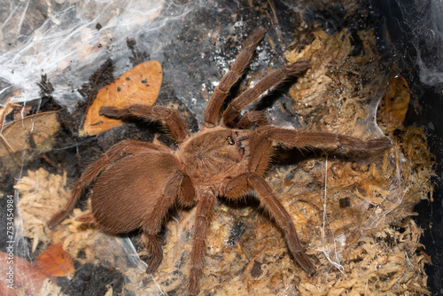 Brown tarantula on spider web, The asian fawn tarantula (Chilobrachys huahini)