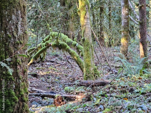 Moss grown on rocks and trees in the lush forests of Washington state