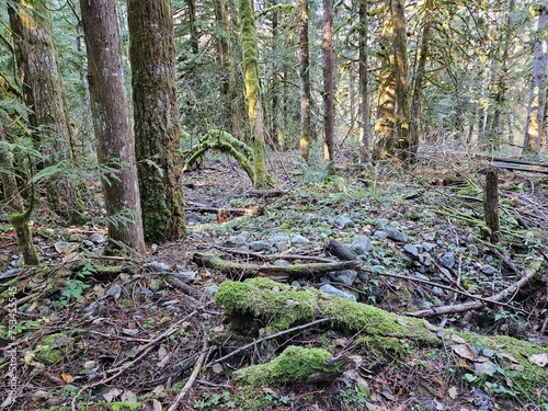 Moss grown on rocks and trees in the lush forests of Washington state