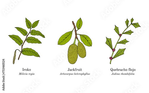 Collection of ornamental and medicinal plants photo