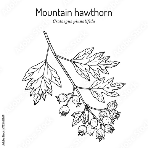 Mountain hawthorn, or Chinese haw (Crataegus pinnatifida), edible and medicinal plant