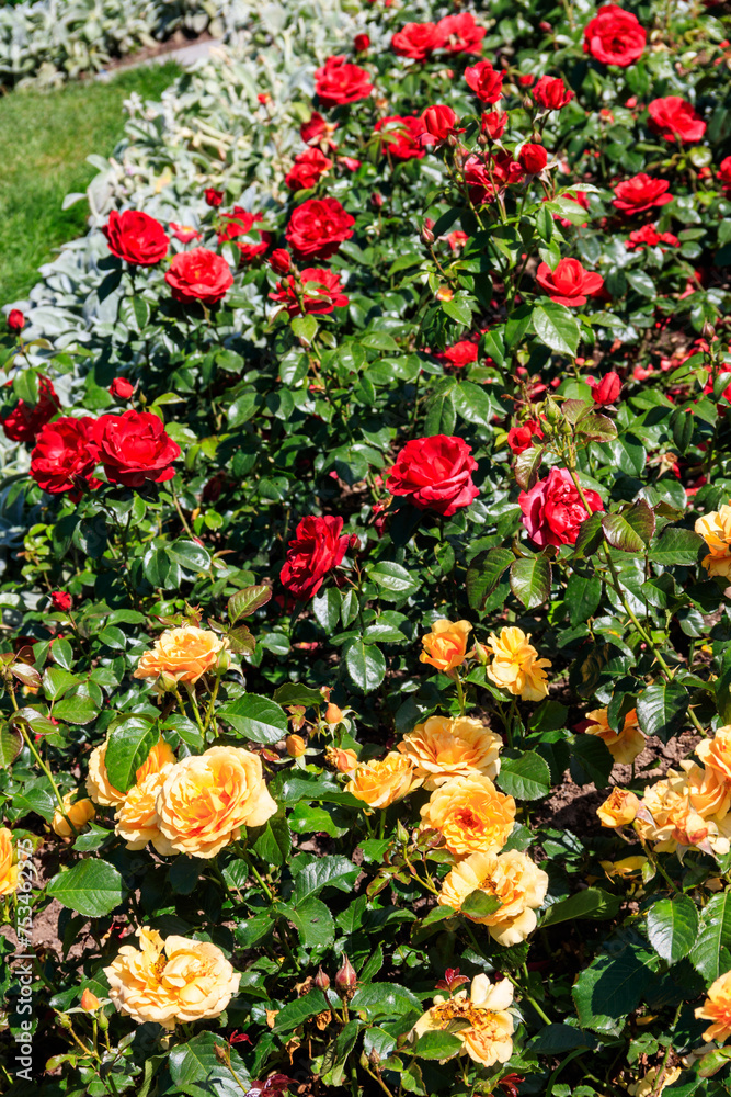 Beautiful roses on flower bed in a garden