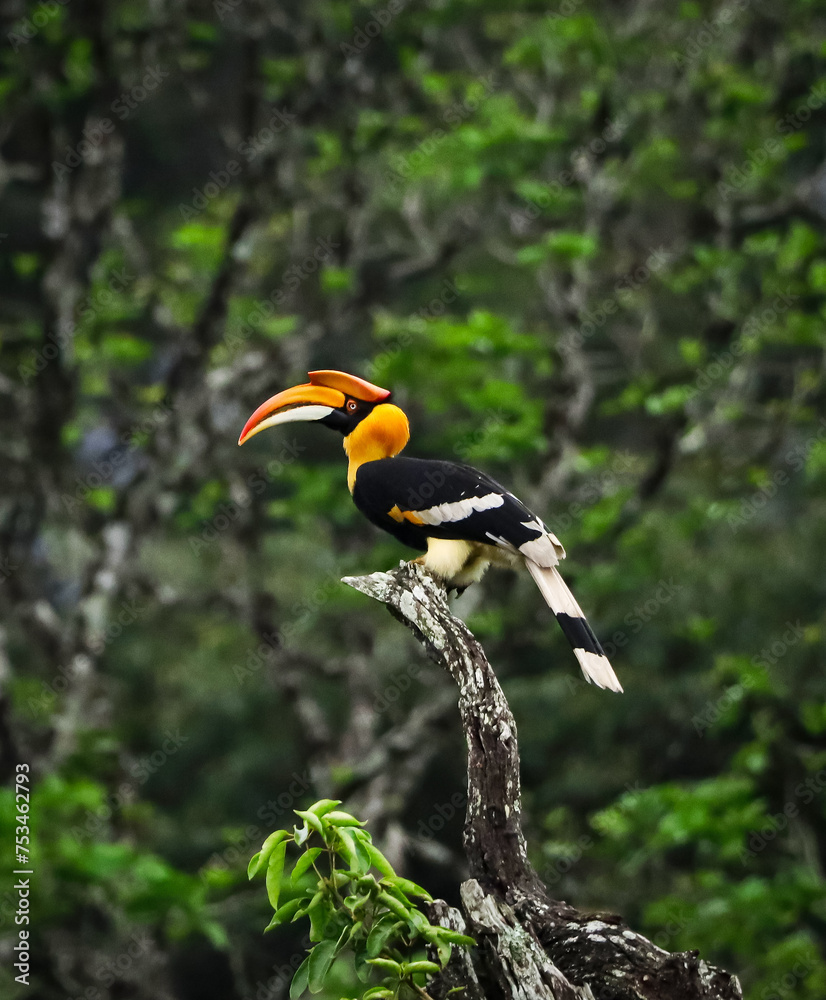 Obraz premium Great indian hornbill @ nelliyampathi hills