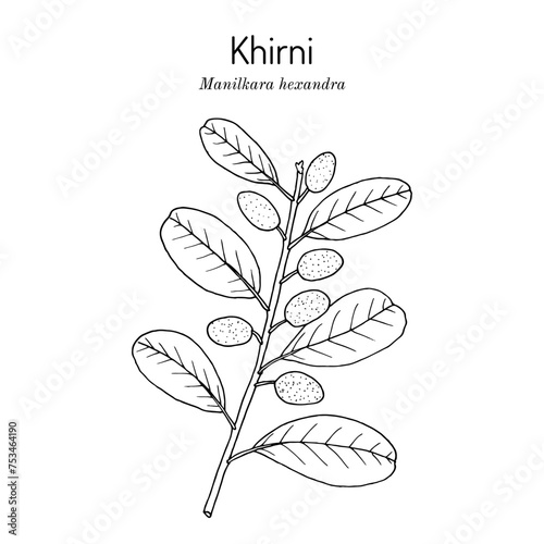 Khirni tree (Manilkara hexandra), edible plant. photo