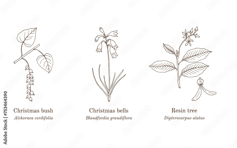 Collection of ornamental and medicinal plants. Collection of ornamental and medicinal plants.