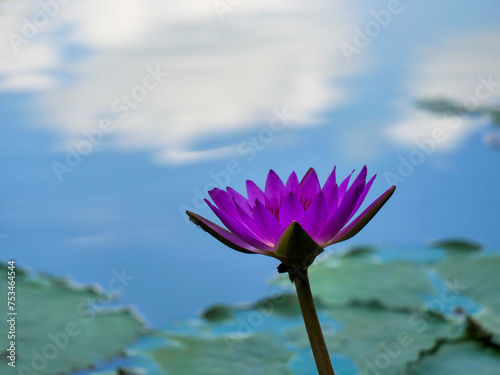 Lotus with one blossom against blue sky and clouds