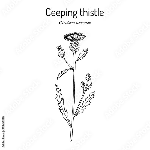 Creeping thistle (Cirsium arvense), honey and medicinal plant.