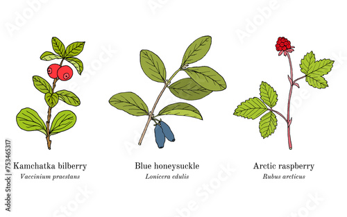 Collection of edible and medicinal plants.