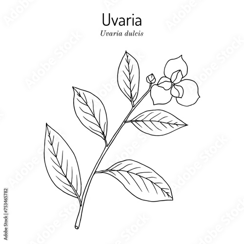 Uvaria (Uvaria dulcis), edible and medicinal plant