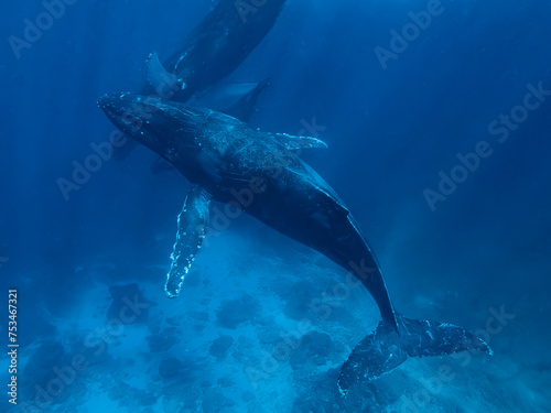 ザトウクジラ