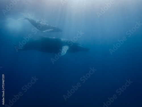 ザトウクジラの親子