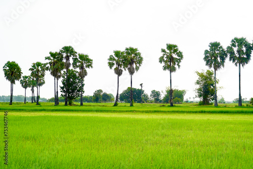 Parm tree on rice paddy field natural garden outdoor landscape.