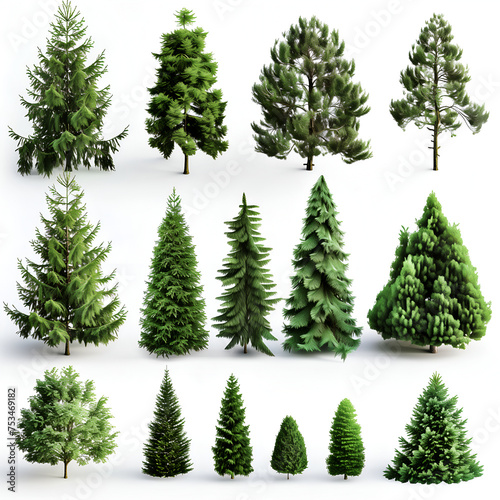 a collection of pine tree on white background © CHAIYAPHON