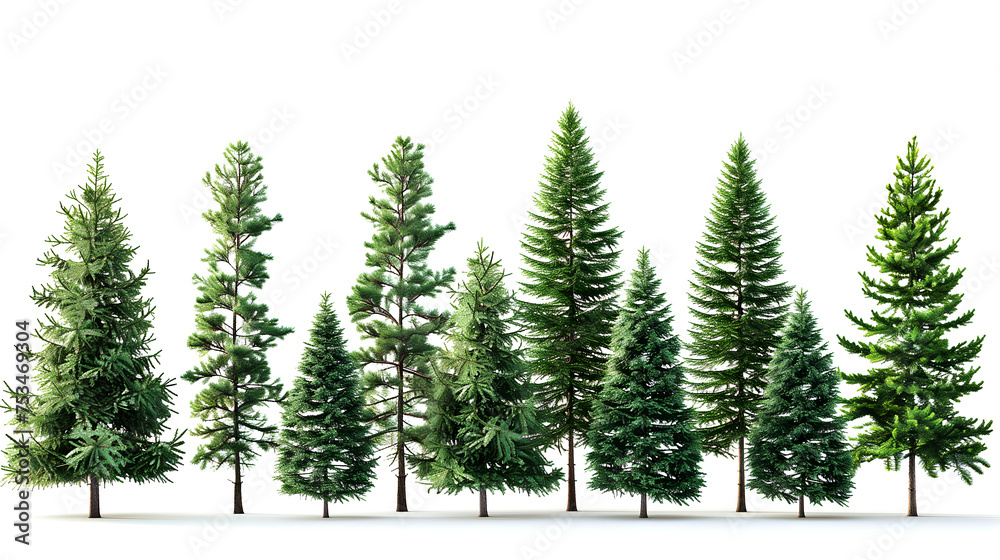 a collection of pine tree on white background a collection of pine tree on white background