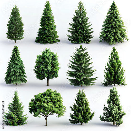 a collection of pine tree on white background © CHAIYAPHON