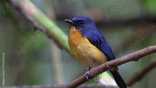 Nature wildlife footage of Dayak blue bird Endemic of Borneo bird on deep jungle forest in Sabah, Borneo