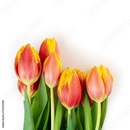 Bouquet of tulips Closeup isolated on white background