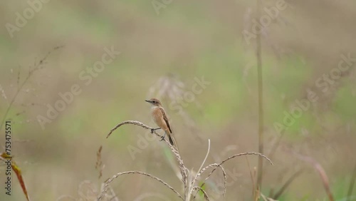 Camera zooms in while this bird is balancing on top of a dry plant while facing to the left, Amur Stonechat or Stejneger's Stonechat Saxicola stejnegeri, Thailand photo