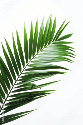 palm leaves with space © tommy