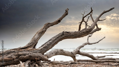 A fallen tree lies on the beach, its roots stretching out towards the water. The sky is dark and stormy, with a mix of grey and blue clouds