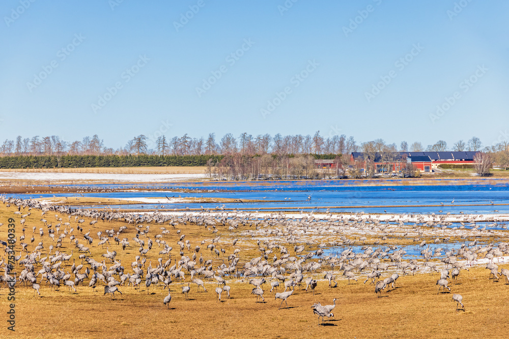 Fototapeta premium Flock of cranes foraging on a flooded meadow at springtime