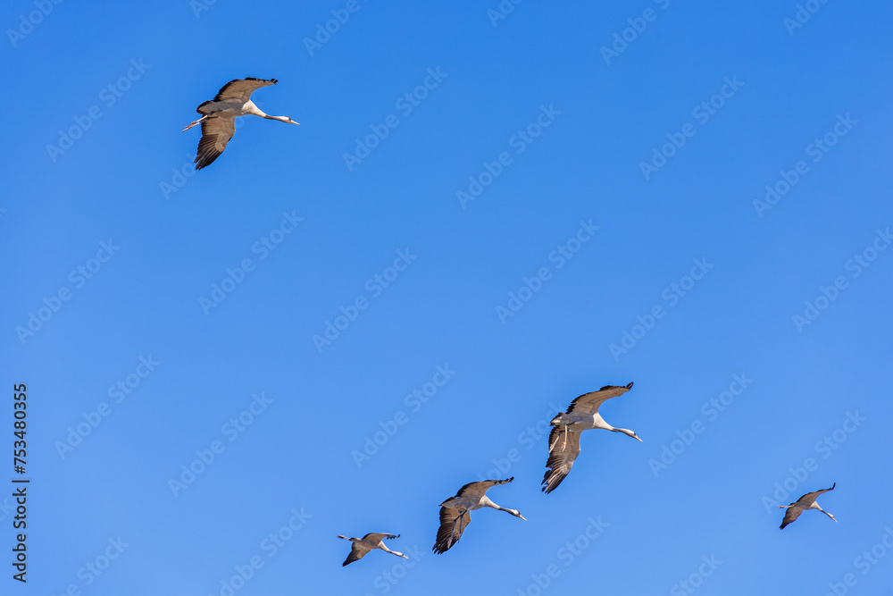 Fototapeta premium Cranes with spread wings flying on a blue sky