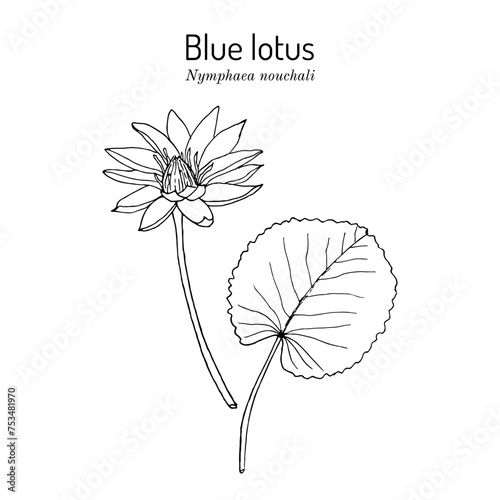 Blue lotus (Nymphaea nouchali), medicinal, ornamental and aromatic plant photo