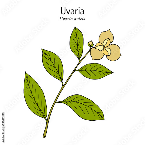Uvaria (Uvaria dulcis), edible and medicinal plant photo