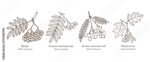 Collection of edible and medicinal plants