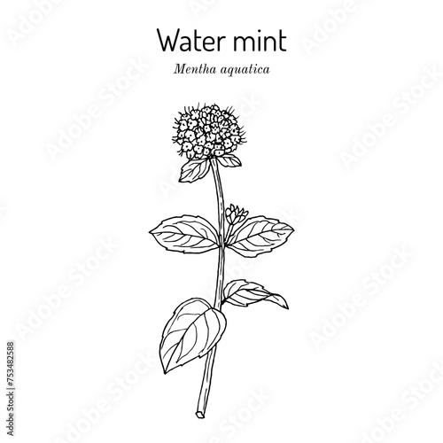 Water mint (Mentha aquatica), edible and medicinal plant