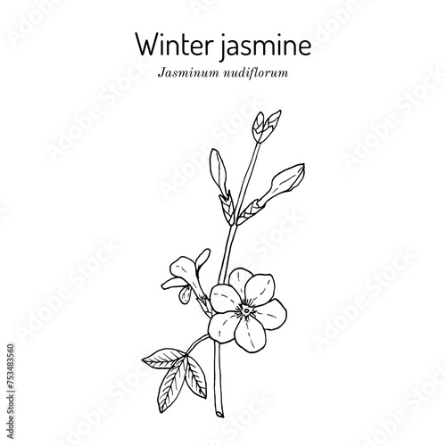 Winter jasmine (Jasminum nudiflorum), ornamental plant