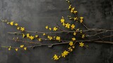 A composition with several stems of forsythia with bright yellow blooms creating a vibrant contrast on a sleek, black background.