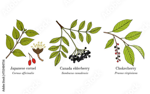Collection of edible and medicinal plants