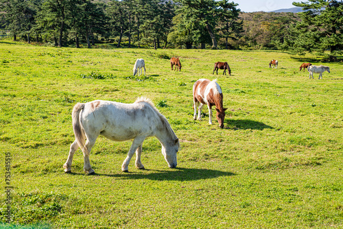 horses on the meadow, jeju